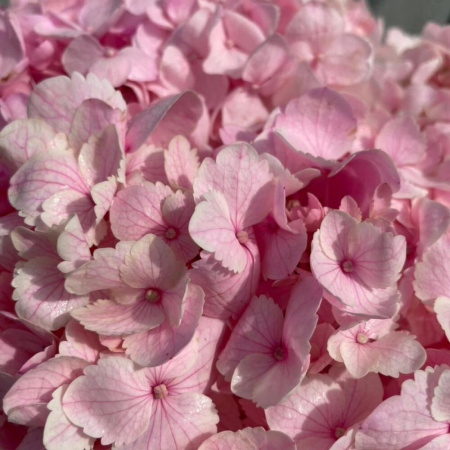 Букет_Гортензии розовые в коробочке